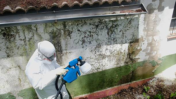 Trusted Mold Inspection service in Plano, IL - Cheap Mold Removal